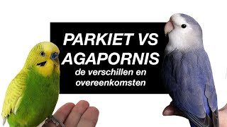 Parkiet vs Dwergpapegaai de verschillen en overeenkomsten [upl. by Spring]