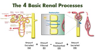 Elements of Renal Physiology Filtration Reabsorption Secretion and Excretion [upl. by Shannen]