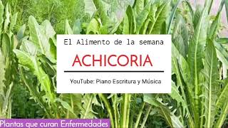 ACHICORIAPlanta Medicinal  Usos y Aplicaciones [upl. by Yroger345]