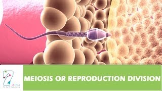 MEIOSIS OR REPRODUCTION DIVISION  PART 01 [upl. by Bigot]