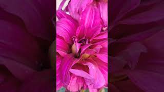 Dahlia plant how to grow Winter flowering plants tips and tricks flowers shorts gardening [upl. by Berton470]