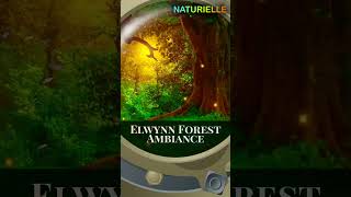 ELWYNN FOREST AMBIANCE 05 ambiance forest worldofwarcraft elwynnforest relaxingnature [upl. by Keithley593]