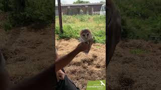 Conserving British Owls [upl. by Myrlene]