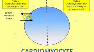 Where Does That Ion Go A Video of the Cardiomyocyte Action Potential Part 1 [upl. by Reinwald465]