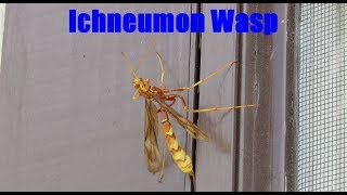 Ichneumon Wasp Facts and Footage  Ichneumonidae [upl. by Ormond140]