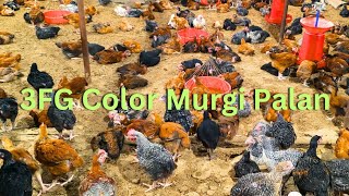 🔴MurgaCom🐓 poultry murgi poultryfarm murgipalan farming poultryrate poultryfarming ffg fffg [upl. by Aranahs]