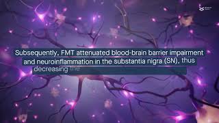 Fecal microbiota transplantation protects against induced Parkinsons Disease in mice [upl. by Elletse806]