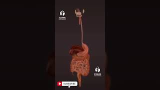 Human digestive system Anatomy science concept [upl. by Notanhoj]