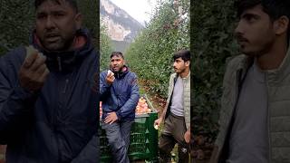 ইতালিতে আপেলের বাগানে কাজ করে দুই বাংলা ভাই। 🍏🍎🇮🇹🇮🇹italy rome news [upl. by Reinertson749]