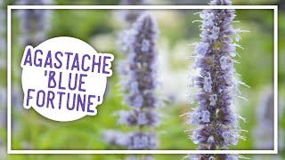 Plant of the Week Agastache Blue Fortune [upl. by Tannie]