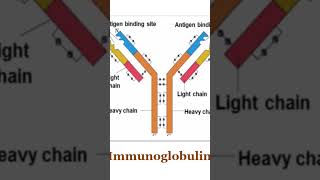 Humoral immune response immunoglobulins antibody antigen [upl. by Hulen]