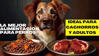 CUAL ES EL MEJOR ALIMENTO PARA EL PERRO Ideal y Correcta para cachorros y adultos [upl. by Halona]