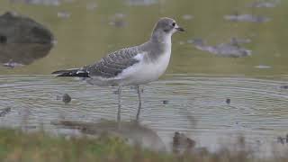 Juvenile Sabines Gull at the Huntspill seawall in Somerset [upl. by Erlina]