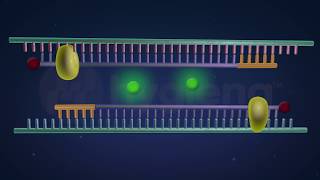 How RealTime and EndPoint PCR Works in the BAX® System [upl. by Pillyhp]