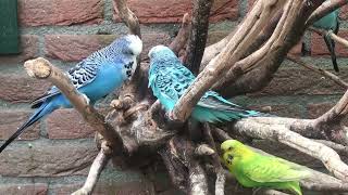 Engelsegrasparkieten parakeets budgies English budgerigars birds parkieten budgies [upl. by Opaline]