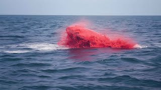 This Leopard Seal Killed 3 Women in 5 Minutes [upl. by Varian]