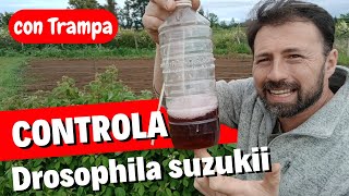 Control Natural de Drosophila con Trampas [upl. by Verdi650]