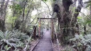 Waipohatu Waterfall Track Catlins New Zealand 23112019 [upl. by Endora]