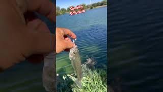 Greeley colorado reels viralshort fishing nature funny wildlife usa [upl. by Aihsemaj]