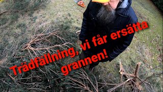 Trädfällning går fel vi får ersätta grannen [upl. by Ettezel799]