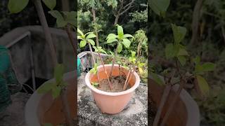 Allamanda plant grow with cuttings plantgrowingtips viral shorts plantcare [upl. by Inod]