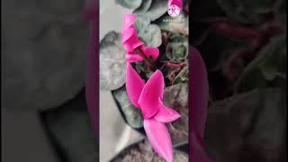 CYCLAMEN FLOWERS CARE TIPS IN 1 MINUTE  shorts [upl. by Thedric]