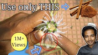 How to grow adenium from cuttings [upl. by Atiugal]