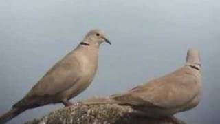 Eurasian Collared Dove  Hong Kong [upl. by Inna481]