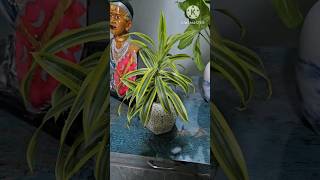 how to propagate dracaena plant  how to propagate dracena plant shorts shortsfeed shortsvideo [upl. by Adnawahs]