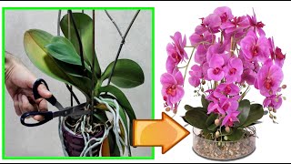 CURE ORCHIDEA FAI QUESTO ED OTTERRAI BELLISSIME PIANTE NUOVE COME CURARE ORCHIDEE phalenopsis [upl. by Mad272]