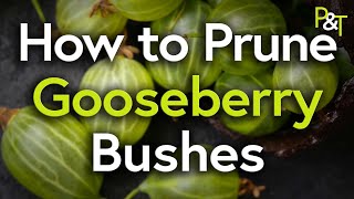 How to Prune Gooseberry Bushes  Pots amp Trowels [upl. by Eynenihc807]