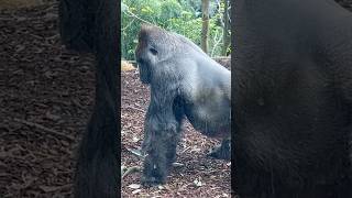 Gorillas have powerful upper body strength gorillas silverbackgorillas [upl. by Moreville417]