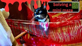 Cats Figure Out Mini Blood Maze [upl. by Newo]