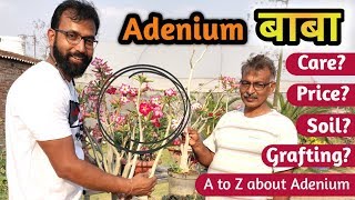 Adenium Plants Care  Adenium Growing Tips  Cutting Pruning Diseases amp Seeds By SS Bhatotia [upl. by Phaidra]