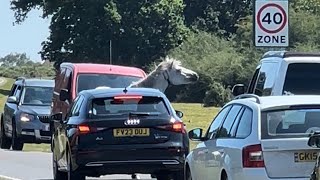 Watch this horse reaction to motorists [upl. by Babs]