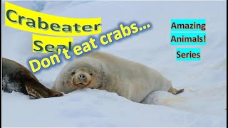 Crabeater Seal facts 🦭 Krilleater Seal 🦭who are most abundant seal species in the world 🌎 🙋 [upl. by Ahon]