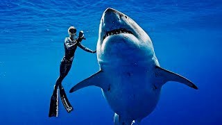 Freediving with Worlds Biggest Shark  Deep Blue [upl. by Ernest]