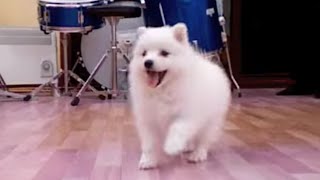 CUTEST PUPPY IN THE WORLD JAPANESE SPITZ  SO FLUFFY [upl. by Mile]