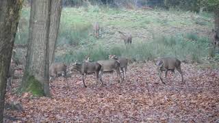 Hindes met kalveren in de bossen van het Eperholt  12112024 [upl. by Holly-Anne]