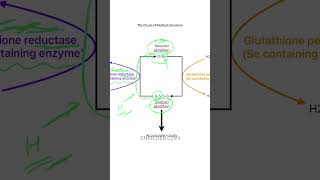 Glutathione Reductase amp Peroxidase by Dr Pawan nagar [upl. by Quillon306]