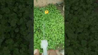 how to grow coriander seeds corianderseeds [upl. by Ailat]