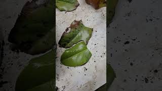 Propagating Brackens Brown Beauty Magnolia branch [upl. by Immac]