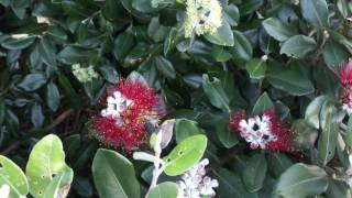 Pohutukawa Flowering in the Winter six months out of phase [upl. by Kaslik4]