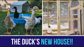 The Runner Ducks New House Setup [upl. by Inaliak929]