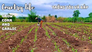 Country vlog garlic and corn seeding  Dinner with pennywort beef salad  Little Garden 12 [upl. by Sobel]