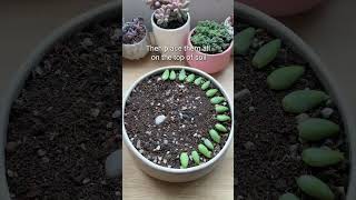 PROPAGATING DONKEY TAIL SUCCULENT [upl. by Ellehcer902]