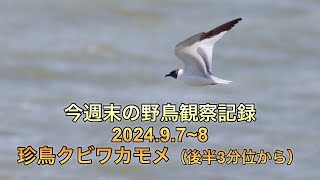 今週末の野鳥観察記録 珍鳥クビワカモメ、ハチクマ他 [upl. by Jago]