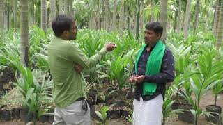 Preparation to plant Areca Nut plants  Plantation Method of Areca Nut [upl. by Yatnohs]