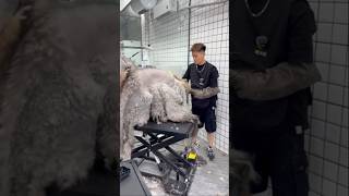 Aggressive dog cleaning part 10 groomed cats pets dog [upl. by Notliw]