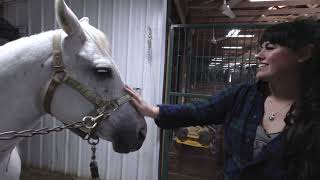 Gracie Gets Her Foal Alert amp Broodmare Checkup🐴 [upl. by Adia]